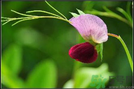 什么是蠶豆??？寶寶得了蠶豆病怎么辦？