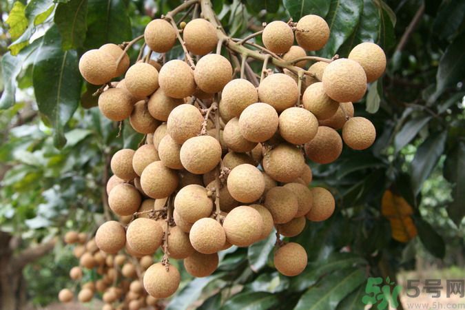 吃龍眼能夠補腦嗎？吃龍眼可以變聰明?