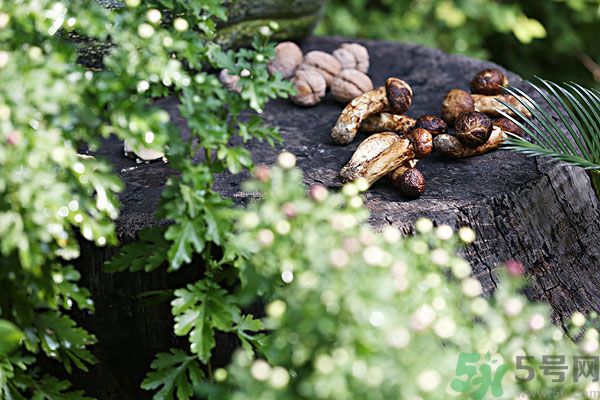 核桃樹(shù)上寄生草可以泡水喝嗎？桃樹(shù)上的寄生草的功效