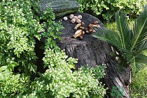 核桃樹(shù)上寄生草可以泡水喝嗎？桃樹(shù)上的寄生草的功效