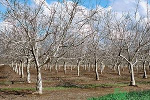 核桃樹上寄生草可以泡水喝嗎？桃樹上的寄生草的功效
