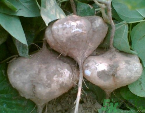 涼薯吃多了好嗎？地瓜吃多了會上火嗎？