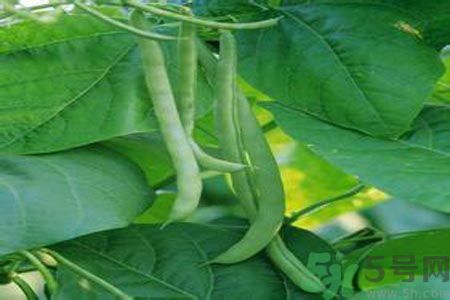 四季豆沒熟吃了會(huì)中毒嗎？吃四季豆中毒了怎么辦？
