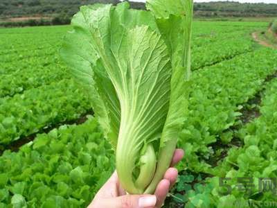 芥菜與鯽魚可以一起吃嗎？芥菜和鯽魚一起吃好不好？