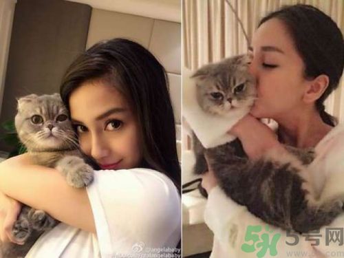 baby養(yǎng)折耳貓反對結(jié)扎被炮轟沒腦子 折耳貓真的有遺傳疾病嗎？