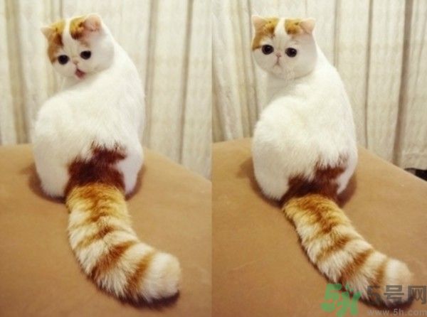 baby養(yǎng)折耳貓反對(duì)結(jié)扎被炮轟沒腦子 折耳貓真的有遺傳疾病嗎？