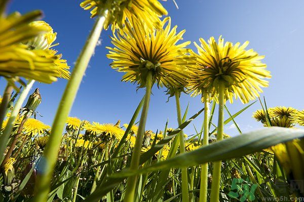 蒲公英泡茶有什么功效？蒲公英泡茶的功效是什么？