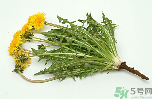 蒲公英泡水喝有副作用嗎？蒲公英泡水喝要注意什么？