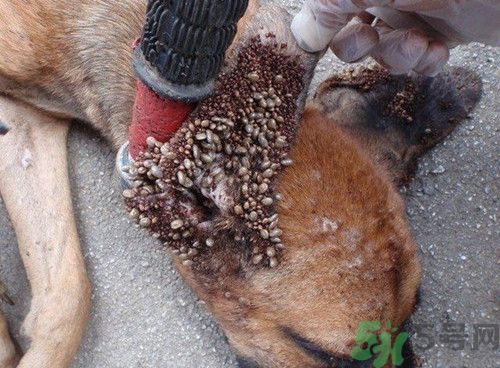 蜱蟲一般在哪里出現?蜱蟲出現在什么季節(jié)