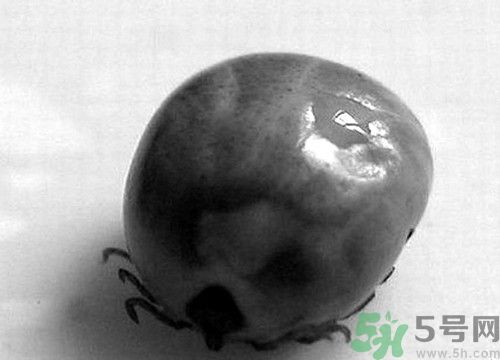 蜱蟲叮咬后傷口癢怎么辦?蜱蟲叮咬后傷口處理方法 蜱蟲叮咬后傷口癢怎么辦?蜱蟲叮咬后傷口處理方法