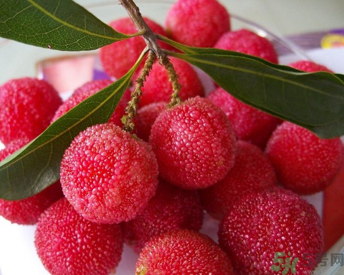 楊梅有蟲可以吃嗎 楊梅有蟲可以吃嗎