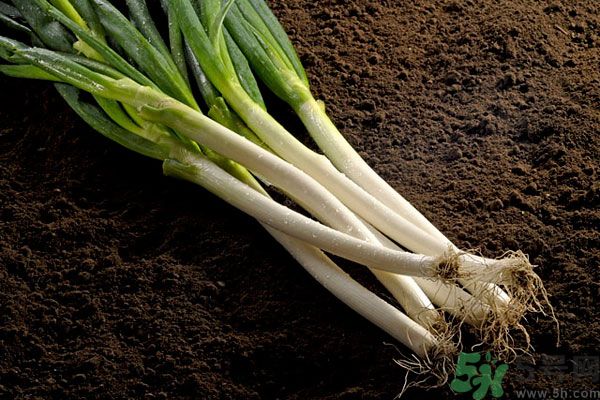 夏天上火能吃蔥嗎？夏天吃蔥會(huì)不會(huì)上火？