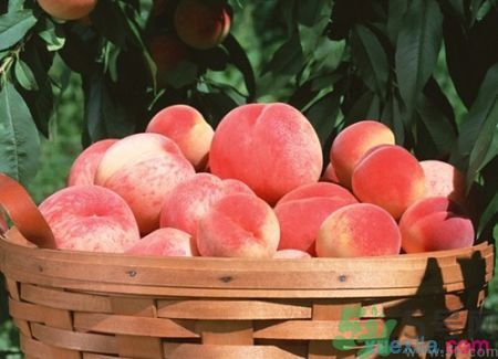 吃桃子臉上癢是怎么回事？吃桃子臉上癢怎么辦？