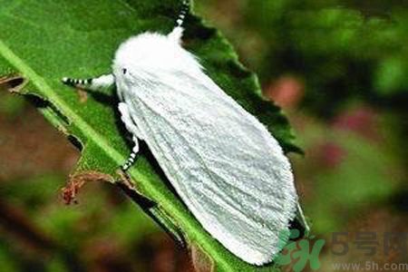 為什么15-25號(hào)不要曬被子？什么是美國(guó)白蛾？