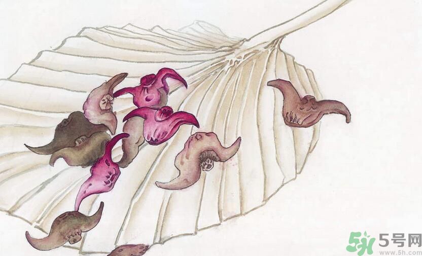 菱角是涼性的嗎？菱角是涼性還是熱性的？