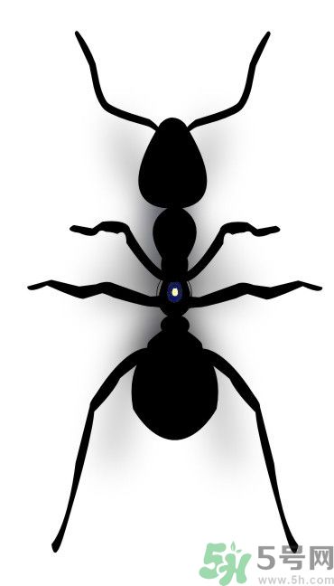 家里有螞蟻怎么辦？驅(qū)除螞蟻的方法是什么？