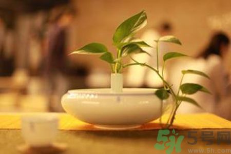 孕婦可以喝米茶嗎？懷孕可以喝米茶嗎？