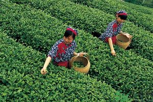 女生夏天喝什么茶最好？女生夏天適合喝什么茶？