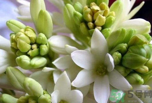 驅(qū)蚊的植物有哪些?什么植物驅(qū)蚊效果最好? 驅(qū)蚊的植物有哪些?什么植物驅(qū)蚊效果最好?