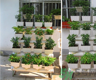 陽臺怎么種蔬菜？陽臺適合種什么蔬菜？