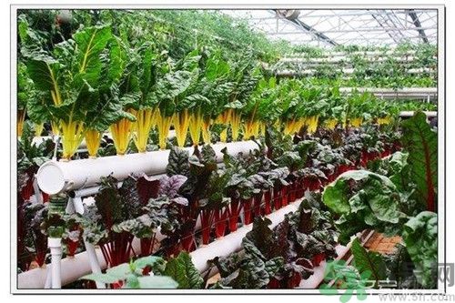 陽臺怎么種蔬菜？陽臺適合種什么蔬菜？