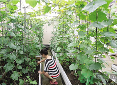 陽臺怎么種蔬菜？陽臺適合種什么蔬菜？