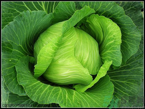 包菜外面的葉子壞了里面還能吃嗎？包菜壞了一部分還能吃嗎？