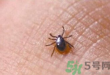 蜱蟲(chóng)到底是什么?蜱蟲(chóng)是什么蟲(chóng)? 蜱蟲(chóng)到底是什么?蜱蟲(chóng)是什么蟲(chóng)?