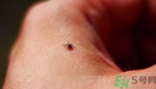 蜱蟲(chóng)到底是什么?蜱蟲(chóng)是什么蟲(chóng)? 蜱蟲(chóng)到底是什么?蜱蟲(chóng)是什么蟲(chóng)?