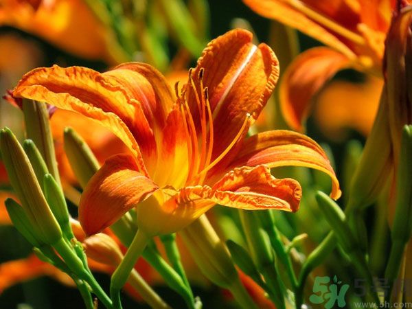 吃辣椒可以去除濕氣嗎？辣椒能去濕氣嗎？