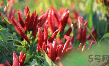 辣椒是發(fā)物嗎?辣椒是不是發(fā)物? 辣椒是發(fā)物嗎?辣椒是不是發(fā)物?