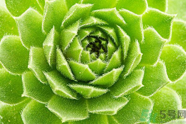 多肉植物需要澆水嗎？多肉植物澆水可以澆到葉子上嗎？