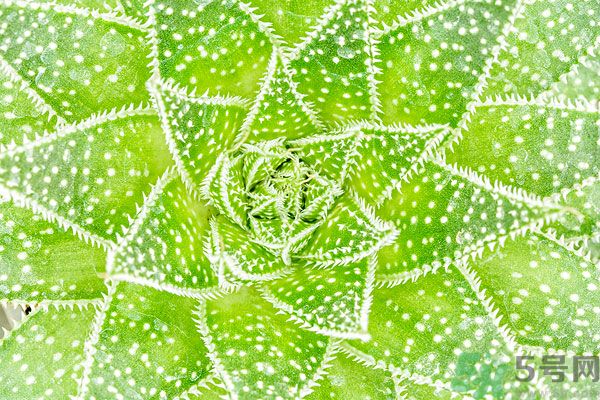 多肉植物需要澆水嗎？多肉植物澆水可以澆到葉子上嗎？