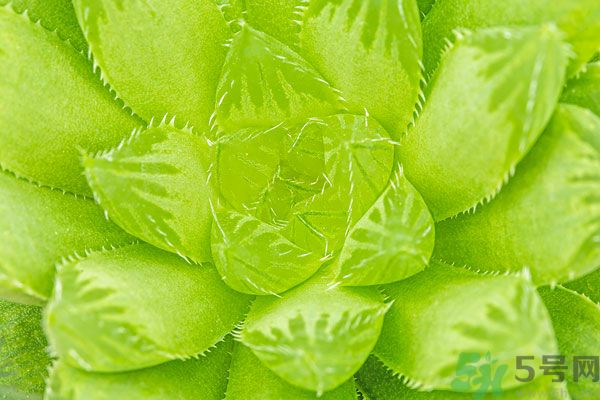 多肉植物需要澆水嗎？多肉植物澆水可以澆到葉子上嗎？