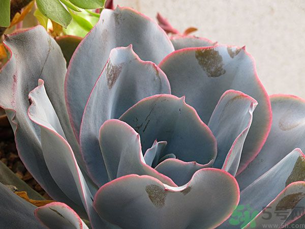 多肉植物需要澆水嗎？多肉植物澆水可以澆到葉子上嗎？