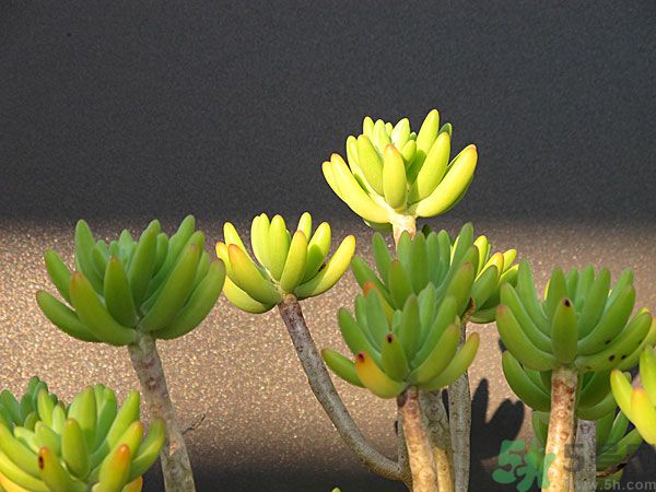 多肉植物需要澆水嗎？多肉植物澆水可以澆到葉子上嗎？