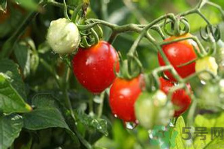 怎么挑選西紅柿？怎么挑選番茄？