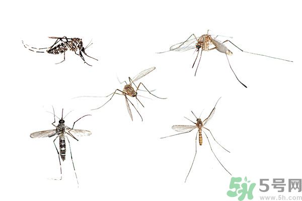 天竺葵有驅(qū)蚊作用嗎？什么植物能驅(qū)蚊子？