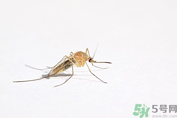 天竺葵有驅(qū)蚊作用嗎？什么植物能驅(qū)蚊子？