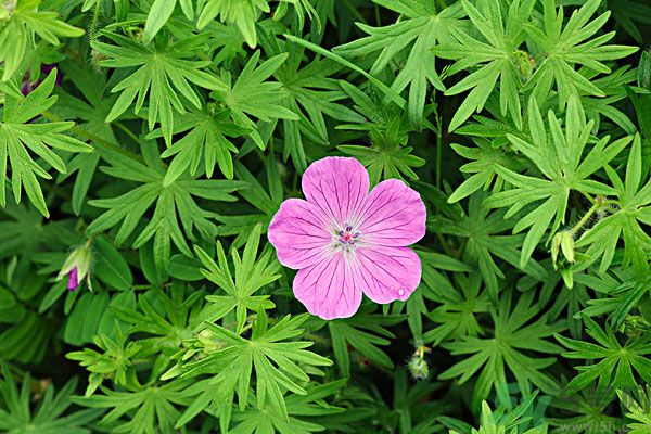 天竺葵有驅(qū)蚊作用嗎？什么植物能驅(qū)蚊子？