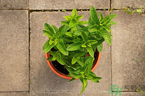 天竺葵有驅(qū)蚊作用嗎？什么植物能驅(qū)蚊子？