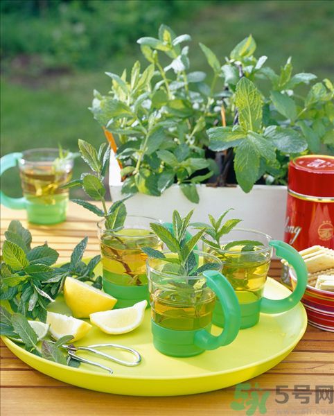 天竺葵有驅(qū)蚊作用嗎？什么植物能驅(qū)蚊子？