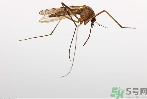 穿黑色衣服容易被蚊子咬嗎？什么樣的人容易吸引蚊子？