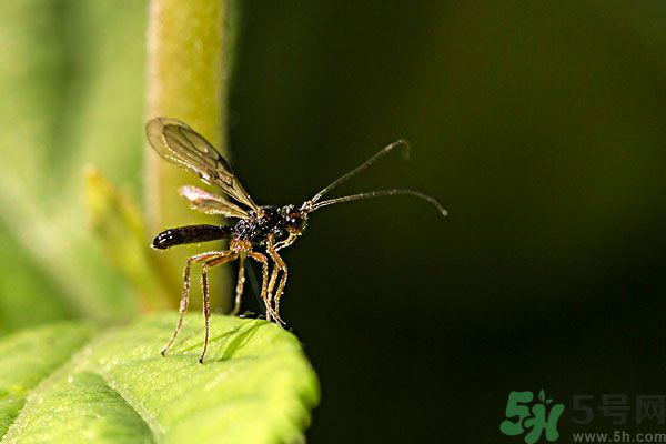 穿黑色衣服容易被蚊子咬嗎？什么樣的人容易吸引蚊子？