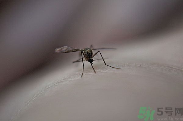 穿黑色衣服容易被蚊子咬嗎？什么樣的人容易吸引蚊子？