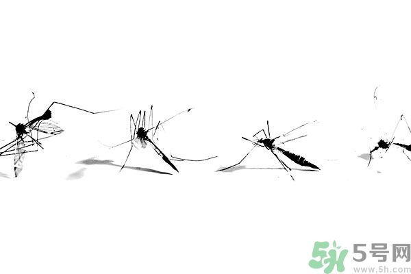 穿黑色衣服容易被蚊子咬嗎？什么樣的人容易吸引蚊子？