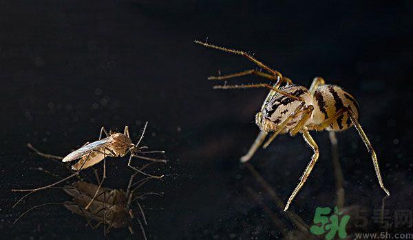 紗窗網(wǎng)密度蚊子能進去嗎？紗窗能擋住蚊子嗎？