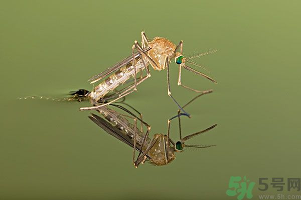 紗窗網(wǎng)密度蚊子能進去嗎？紗窗能擋住蚊子嗎？