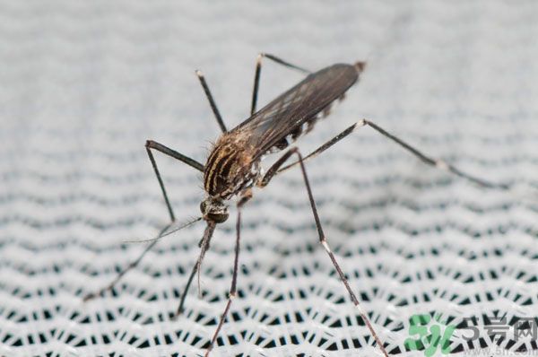紗窗網(wǎng)密度蚊子能進去嗎？紗窗能擋住蚊子嗎？