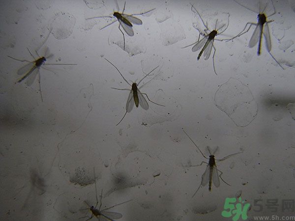 紗窗網(wǎng)密度蚊子能進去嗎？紗窗能擋住蚊子嗎？